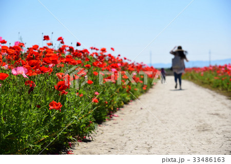道の駅「笠岡ベイファーム」のポピー畑です。 33486163