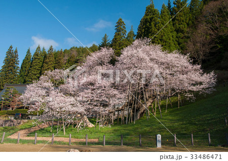 岐阜県高山市一之宮 臥龍桜 岐阜県高山市一之宮 臥龍桜 33486471