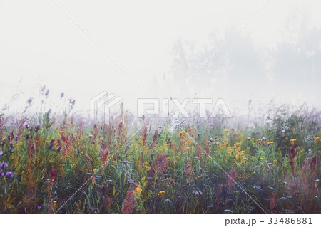 Misty Morning In The Meadow 33486881