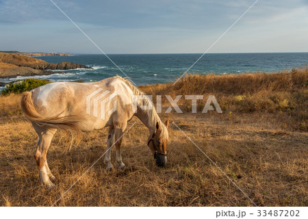 Horses on the meadow near the water 33487202