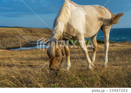 Horses on the meadow near the water 33487203