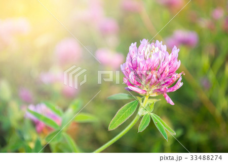 Clover flower in a meadow on a summer day. Clover flower in a meadow on a summer day. 33488274
