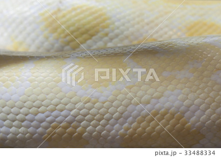 Skin of Golden Thai Python snake Skin of Golden Thai Python snake 33488334