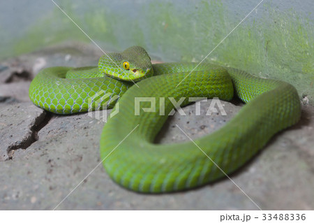 Big-eyed Pit Viver snake Big-eyed Pit Viver snake 33488336