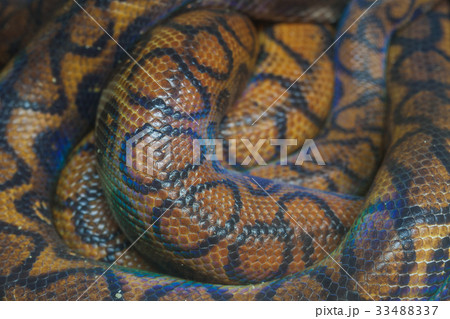 skin of Brazilian Rainbow Boa snake skin of Brazilian Rainbow Boa snake 33488337