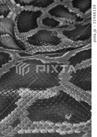 Skin of Green Burmese Python snake 33488339