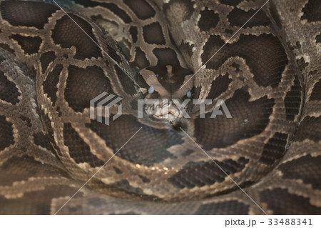 Skin of Green Burmese Python snake Skin of Green Burmese Python snake 33488341