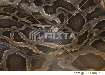 Skin of Green Burmese Python snake Skin of Green Burmese Python snake 33488342