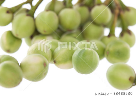 turkey berry isolated on white background 33488530