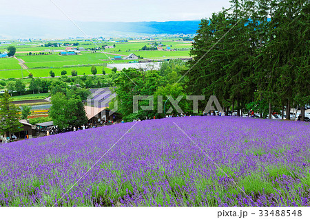 ファーム富田　ラベンダー畑とノロッコ号 33488548