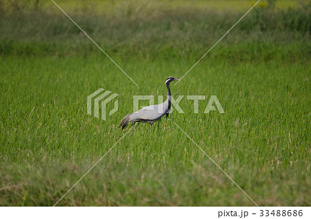 アネハヅル 33488686