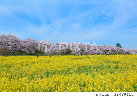 権現堂の満開の桜と菜の花 33489116
