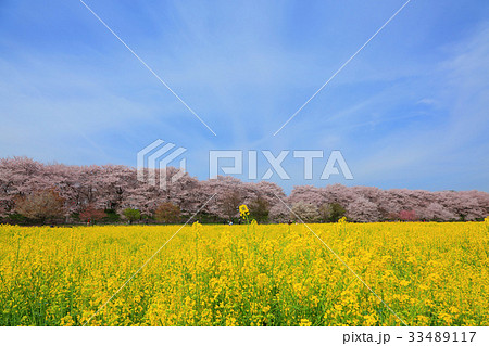 権現堂の満開の桜と菜の花 権現堂の満開の桜と菜の花 33489117