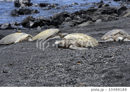 ウミガメの甲羅干し プナルウ黒砂海岸 ハワイ島 の写真素材 3341