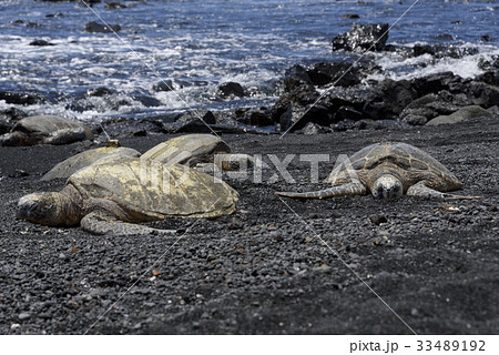 ウミガメの甲羅干し プナルウ黒砂海岸 ハワイ島 の写真素材