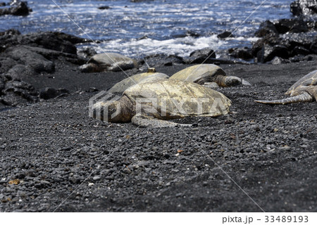 ウミガメの甲羅干し プナルウ黒砂海岸 ハワイ島 の写真素材