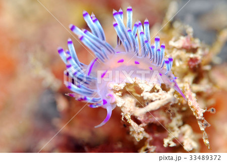 ウミウシ ミノウミウシ ウミウシ ミノウミウシ 33489372