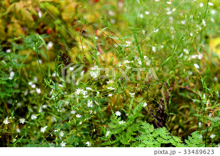 Fresh grass with small white flowers. Fresh grass with small white flowers. 33489623