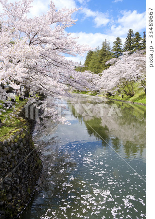 山形県　松が岬公園の桜 33489667