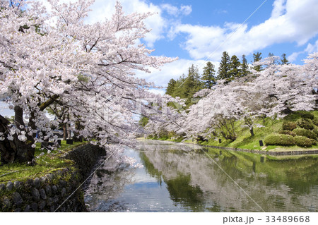 山形県 松が岬公園の桜 山形県 松が岬公園の桜 33489668