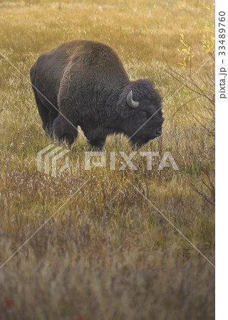 Wild Bison in National Park Wild Bison in National Park 33489760