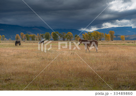 Horse in countryside Horse in countryside 33489860
