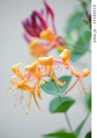 ツキヌキニンドウ突抜忍冬のマクロ画像 ツキヌキニンドウ突抜忍冬のマクロ画像 33489919