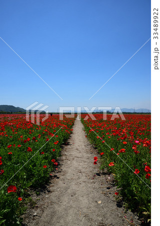 道の駅「笠岡ベイファーム」のポピー畑 33489922