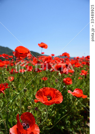 道の駅「笠岡ベイファーム」のポピー畑 道の駅「笠岡ベイファーム」のポピー畑 33489925