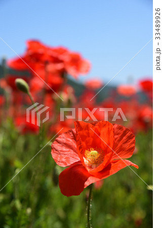 道の駅「笠岡ベイファーム」のポピー畑 道の駅「笠岡ベイファーム」のポピー畑 33489926