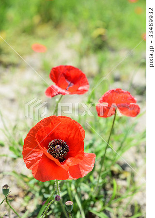 道の駅「笠岡ベイファーム」のポピー畑 道の駅「笠岡ベイファーム」のポピー畑 33489932