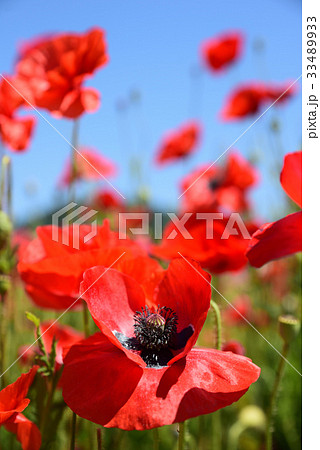 道の駅「笠岡ベイファーム」のポピー畑 道の駅「笠岡ベイファーム」のポピー畑 33489933