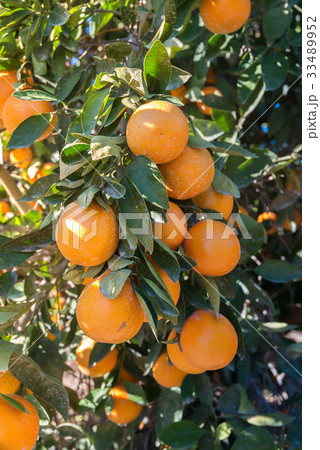 Orange farm in California Orange farm in California 33489952