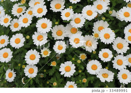 ノースポールの花と蕾 33489991