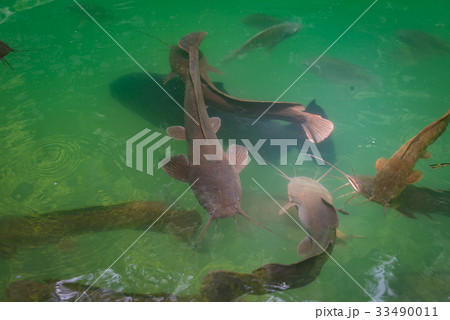 Wild catfish in the natural pool 33490011