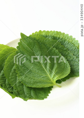 エゴマの葉 エゴマの葉 33490440