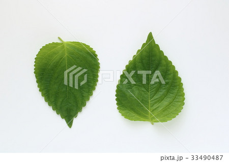 エゴマの葉 33490487