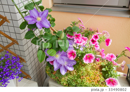 ベランダの花たち　春〜初夏 33490802