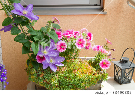 ベランダの花たち　春〜初夏 33490805