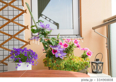ベランダの花たち　春〜初夏 33490808