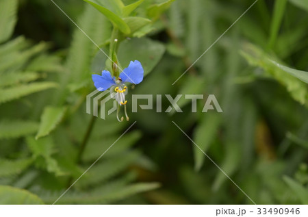 ツユクサ 33490946