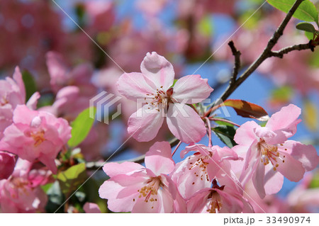 ハナカイドウ(花海棠) ハナカイドウ(花海棠) 33490974