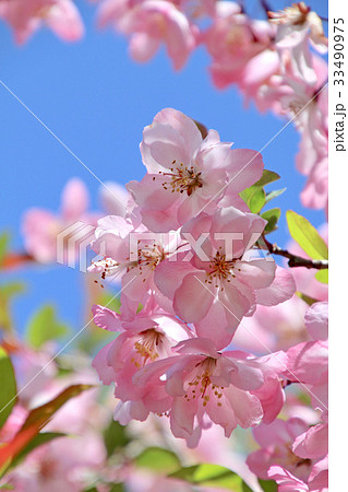 ハナカイドウ(花海棠) ハナカイドウ(花海棠) 33490975