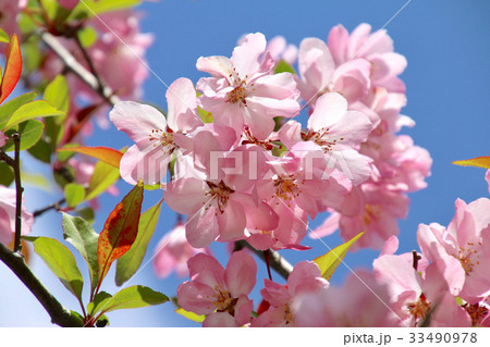 ハナカイドウ(花海棠) ハナカイドウ(花海棠) 33490978