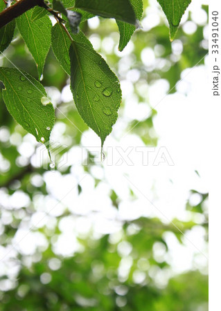 葉に残る雨の水滴 33491040