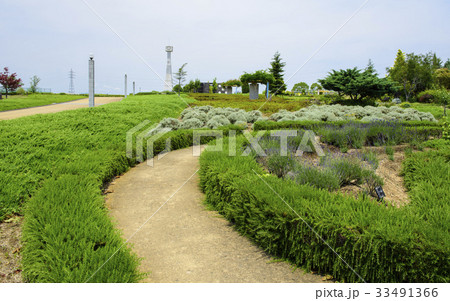 ひまわりの丘公園　（兵庫県小野市） 33491366