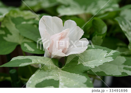 アサガオ181 33491696