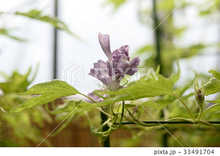 アサガオ189 アサガオ189 33491704