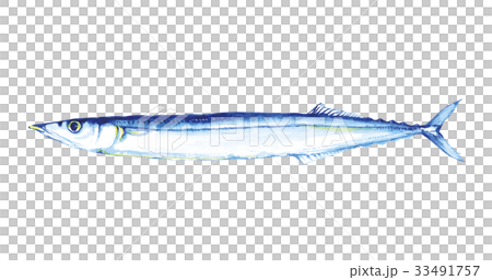 さんま 水彩 イラスト さんま 水彩 イラスト 33491757