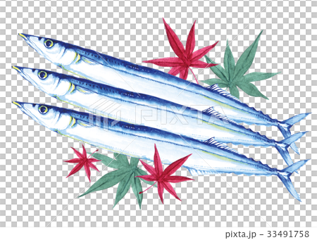 pacific saury and autumn leaves watercolor illustration 33491758